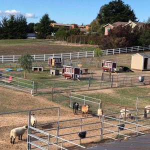 A sanctuary landscape, with many pens and shelters for the goats and sheep.