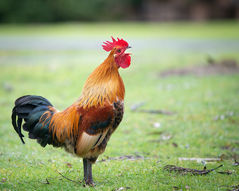 A rooster crowing in a grassy field.