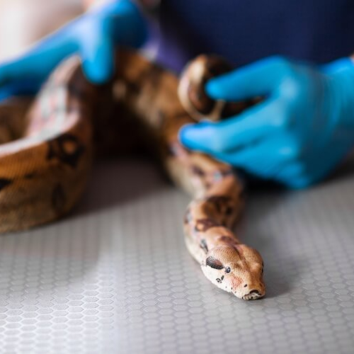 A brown snake being held by hands in blue latex gloves.