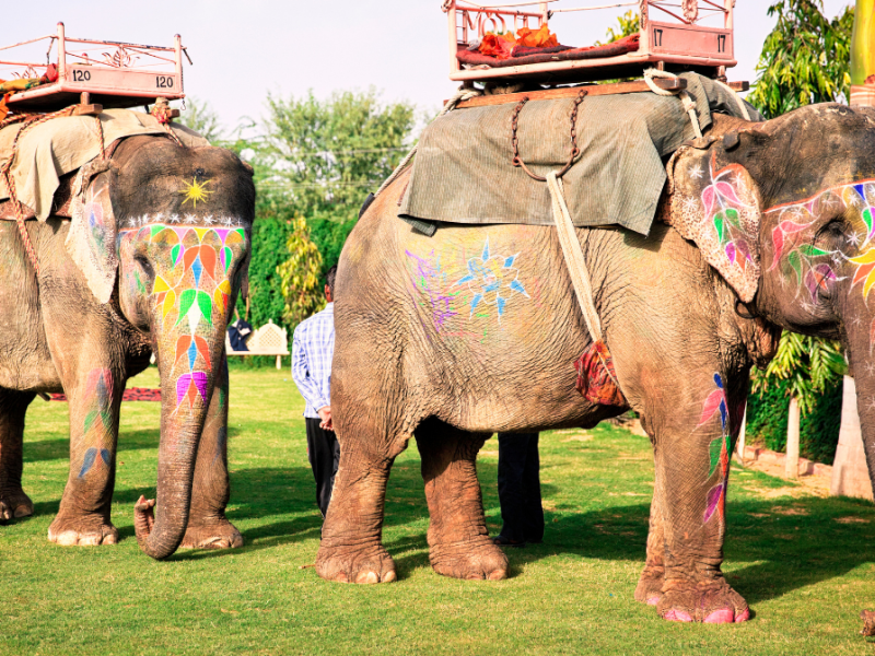 What Is A Working Animal? [5&nbsp;Examples]