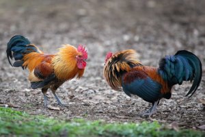 Two roosters looking at each other while puffing up their neck feathers.