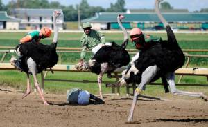 Three ostriches with jockeys on their backs. One jockey is laying on the dirt floor of the race track.