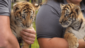 Two tiger cubs in the arms of people.