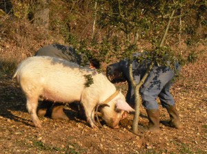 A truffle hog with her nose to the ground. Two men are observing her. There is a small tree in the foreground.