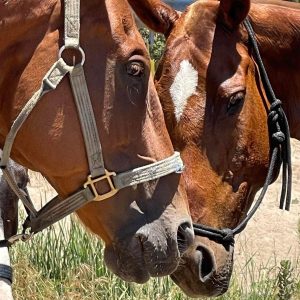 Two brown horses in reins nuzzling each other.
