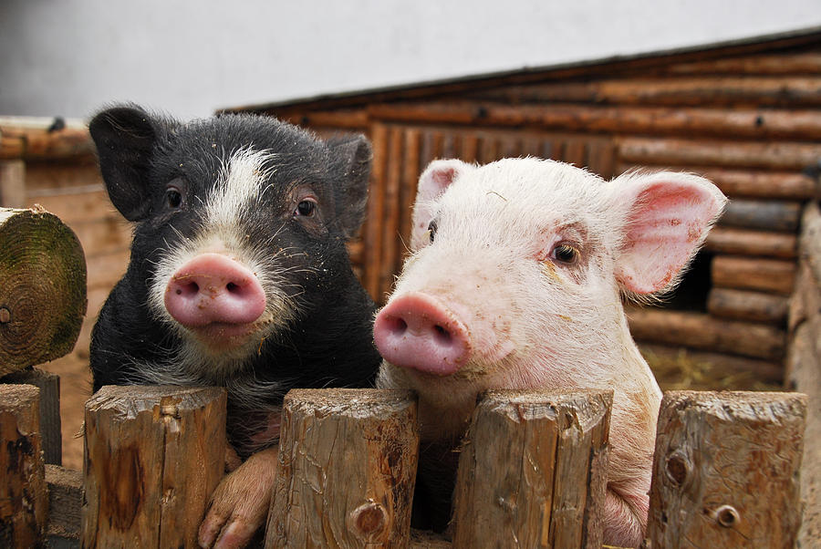 Two piglets looking over a wooden fence. The one on the left is black with a white face, and the one on the right is pink.